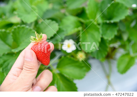 草莓收穫草莓狩獵 草莓收穫草莓狩獵 47247022