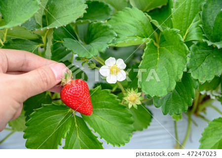 草莓收穫草莓狩獵 草莓收穫草莓狩獵 47247023