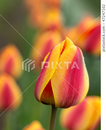 Red and yellow tulip flowers Red and yellow tulip flowers 47247102