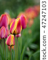Red and yellow tulip flowers 47247103