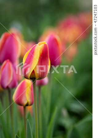 Red and yellow tulip flowers Red and yellow tulip flowers 47247103
