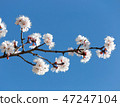 Plum blossom over blue sky 47247104