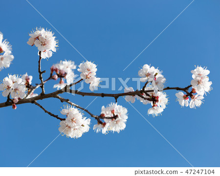 Plum blossom over blue sky Plum blossom over blue sky 47247104