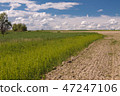 Road in the field under the blue sky 47247106