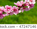 Peach blossom over green background 47247146