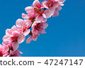 Peach blossom over blue sky 47247147