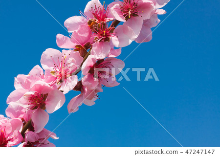 Peach blossom over blue sky 47247147