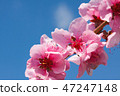 Peach blossom over blue sky 47247148