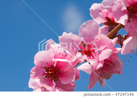 Peach blossom over blue sky Peach blossom over blue sky 47247148