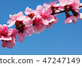 Peach blossom over blue sky 47247149