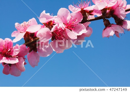 Peach blossom over blue sky Peach blossom over blue sky 47247149
