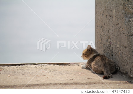 Cats of Sayurijima 47247423