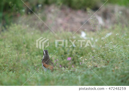 Thrush 47248259
