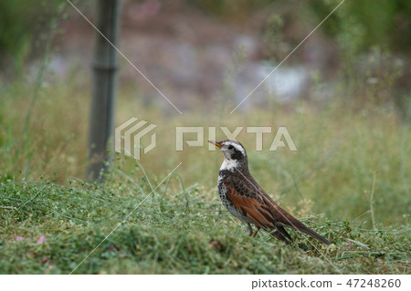 Thrush Thrush 47248260