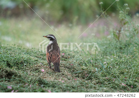 Thrush Thrush 47248262