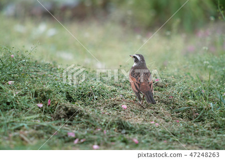 Thrush Thrush 47248263