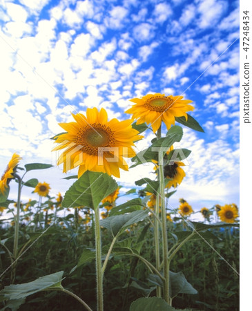 在北海道的Atsuzawa-cho拍攝向日葵田和雲的風景 在北海道的Atsuzawa-cho拍攝向日葵田和雲的風景 47248434