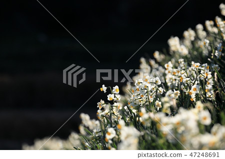 The narcissus hill of Chihaya Akasaka village The narcissus hill of Chihaya Akasaka village 47248691