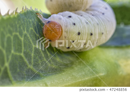 The caterpillar The caterpillar 47248856