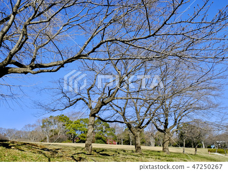 橫濱青葉區兒童公園 47250267