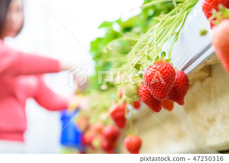 草莓栽培草莓採摘收穫圖像明亮 草莓栽培草莓採摘收穫圖像明亮 47250316