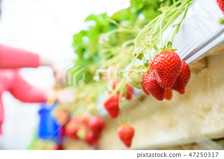 草莓栽培草莓採摘收穫圖像明亮 草莓栽培草莓採摘收穫圖像明亮 47250317