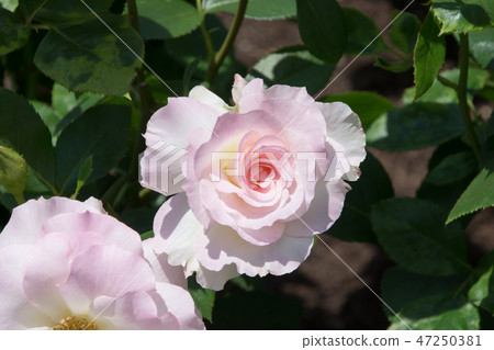 Matilda Matilda 47250381