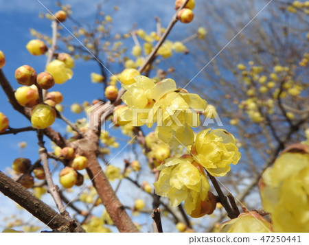 蠟質半透明花“Saimei” 47250441