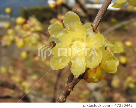 Waxy translucent flower "Saimei" 47250442