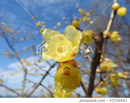 Waxy translucent flower "Saimei" 47250443