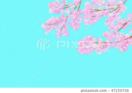 櫻花 櫻花 47250726