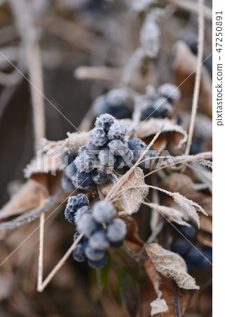 A frosted gourd fruit 47250891