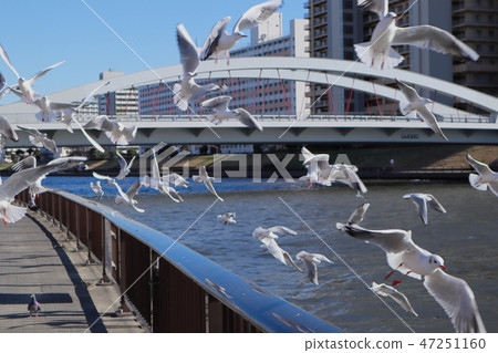 Scenery of Sumida River, Japan 47251160