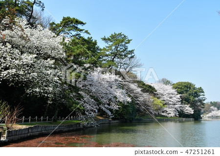 Cherry blossoms in full bloom and Ooike 47251261