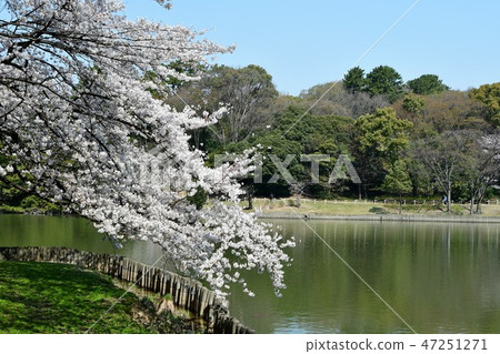 Cherry blossoms in full bloom and Ooike Cherry blossoms in full bloom and Ooike 47251271