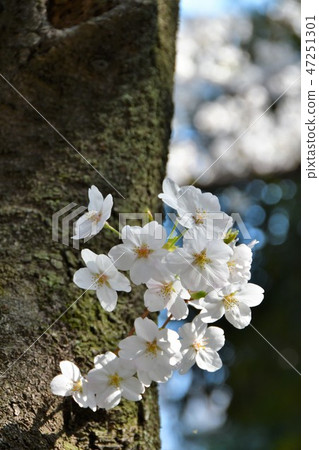 Cherry blossoms in full bloom and Ooike Cherry blossoms in full bloom and Ooike 47251301