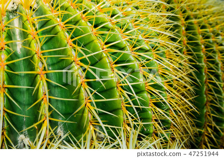 Cactus 1 Cactus 1 47251944