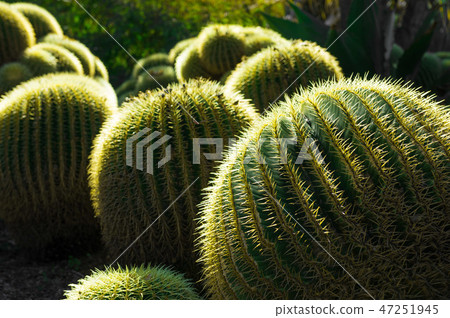 Cactus 2 Cactus 2 47251945