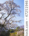 Odawara mayor Koji Temple Spear cherry blossoms 47251946