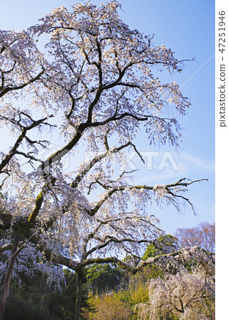 Odawara mayor Koji Temple Spear cherry blossoms Odawara mayor Koji Temple Spear cherry blossoms 47251946