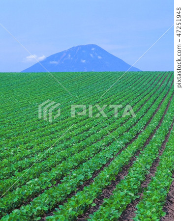 Photographing the early summer scenery of soybean fields and Mt. Yotei in Hokkaido Toyako Town 47251948