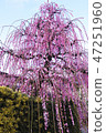 Weeping plum 47251960