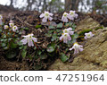 Wild wildflowers 47251964