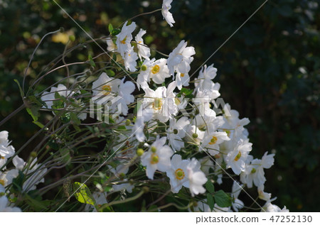 White shrubs 47252130