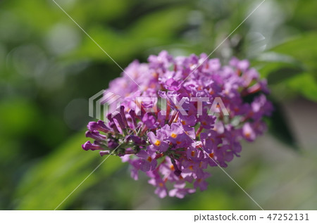 Buttrea Buttrea 47252131