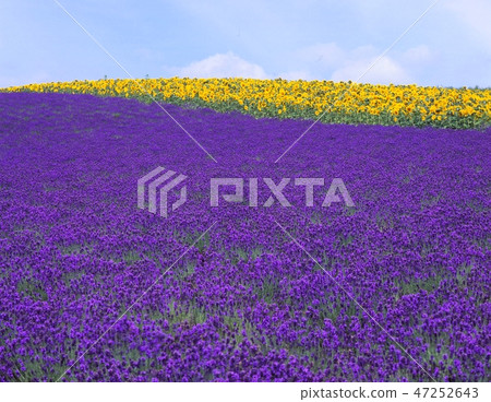 Taking pictures of the hills of lavender fields and sunflower fields at Kamifurano-cho Hinode Park, Hokkaido Taking pictures of the hills of lavender fields and sunflower fields at Kamifurano-cho Hinode Park, Hokkaido 47252643