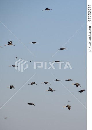 Beautiful crane formation flight Takaono Town Izumi City Kagoshima Prefecture 47252935