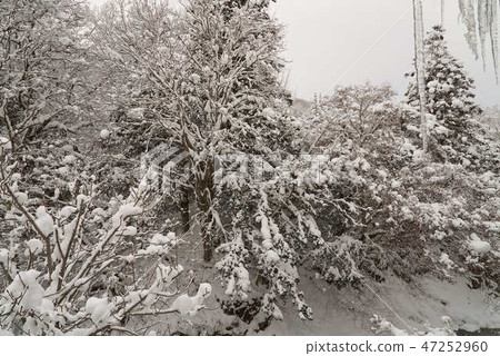 Yu Nishikawa Onsen Snow Scene 02 47252960