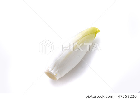 菊苣根 47253226