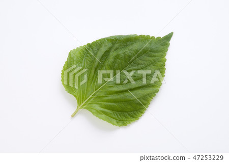 Macrophyll  47253229